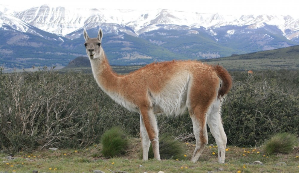 Guanaco y cóndor andino en la Cordillera de San Juan durante la Cabalgata Sanmartiniana